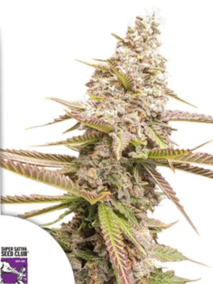 Strawberry Cookies Dutch Passion