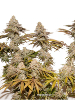 Tropical Tangie Dutch Passion