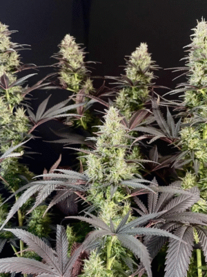 Black Lebanon Super Sativa Seed Club