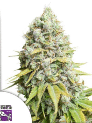 Kosher Haze Super Sativa Seed Club