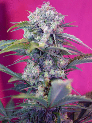 Cream Mandarine Auto Sweet Seeds