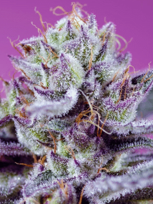 Diablo's Delight XL Auto Sweet Seeds