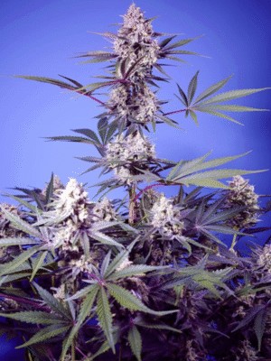 Mental Rainbow F1 Fast Version Sweet Seeds