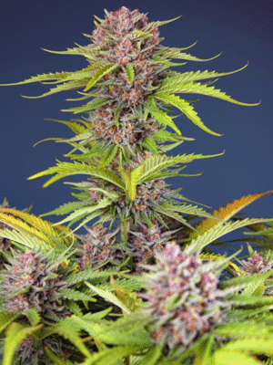 Mimosa Bruce Banner XL Auto Sweet Seeds