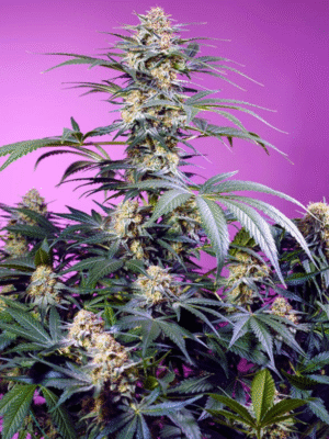 Monster Maker Sweet Seeds