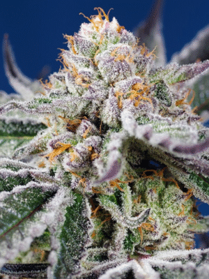 Orange Apricot Glue XL Auto Sweet Seeds