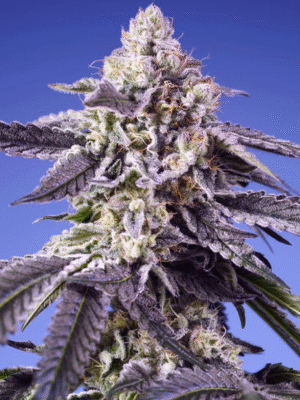 Permanent Jealousy XL Auto Sweet Seeds
