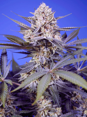 Pineapple Slush XL Auto Sweet Seeds