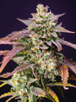 Purple Punch OG XL Auto Sweet Seeds