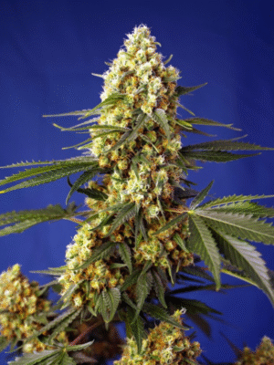 Strawberry Banana Gelato XL Auto Sweet Seeds