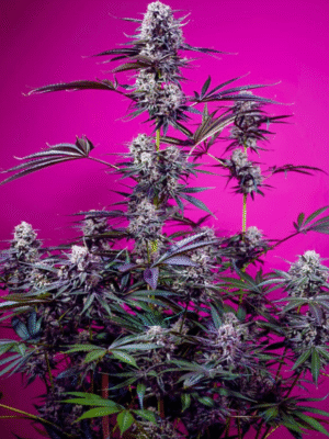 Studio 54 Stardust Auto Sweet Seeds