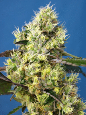 Sweet Gelato Auto Sweet Seeds
