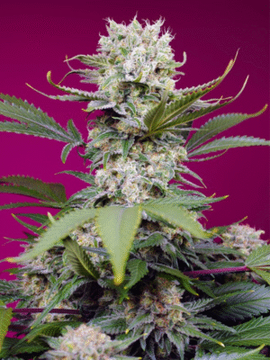 Sweet Mandarine Zkittlez XL Auto Sweet Seeds