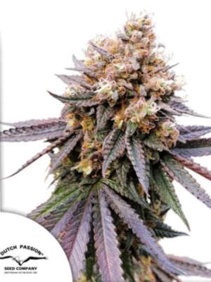 GMO Fast Dutch Passion