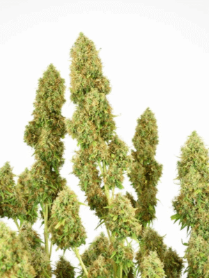 THC-Victory Dutch Passion