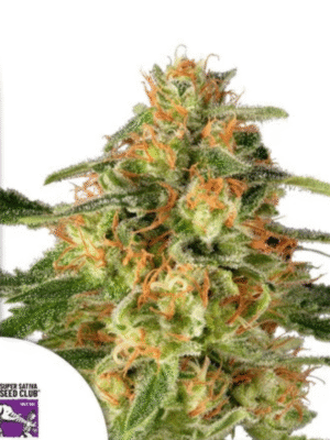 TnT Trichome Super Sativa Seed Club