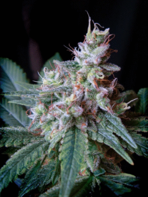 Cream Caramel F1 Fast Version Sweet Seeds