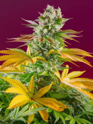 Gorilla Girl F1 Fast Version Sweet Seeds