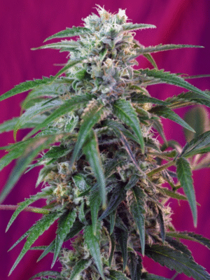 Green Poison Auto Sweet Seeds