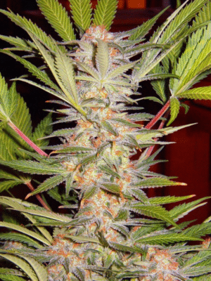 S.A.D. Sweet Afgani Delicious F1 Fast Version Sweet Seeds