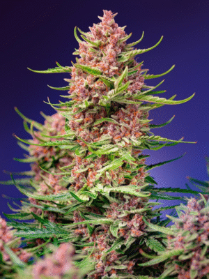 Strawberry Cola Sherbet F1 Fast Version Sweet Seeds