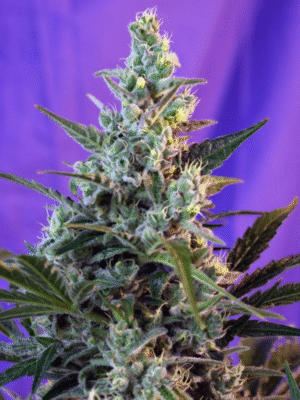 Sweet Skunk F1 Fast Version Sweet Seeds