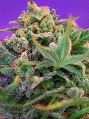 Sweet Cheese F1 Fast Version Sweet Seeds
