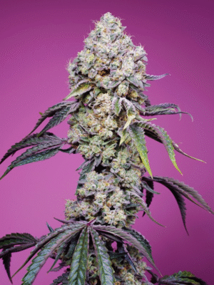 Sweet Mandarine Zkittlez F1 Fast Version Sweet Seeds