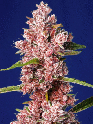 Tropicanna Poison F1 Fast Version Sweet Seeds