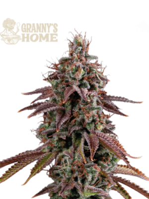 Granny's Home Seed Stockers