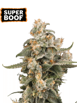Super Boof Auto Seed Stockers