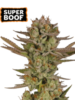 Super Boof Seed Stockers
