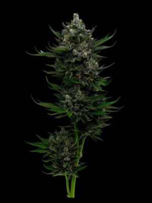All Gas OG Auto Humboldt Seeds Company
