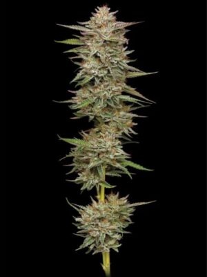 Banana OG Auto Humboldt Seeds Company
