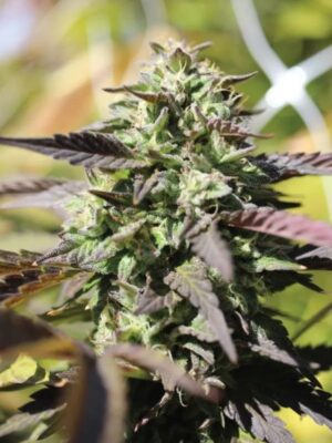 Chunkadelic Auto Humboldt Seeds Company