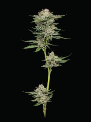 Durban Poison Auto Humboldt Seeds Company
