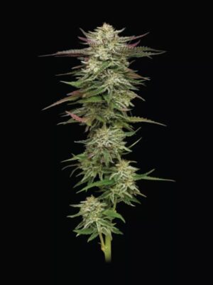 Humboldt Headband Auto Humboldt Seeds Company