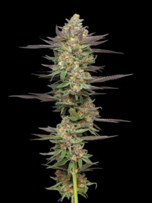 Mint Jelly Auto Humboldt Seed Company