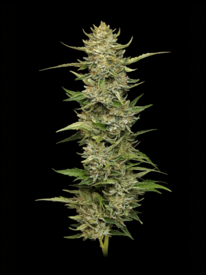California Sour Diesel Auto Humboldt Seed Company