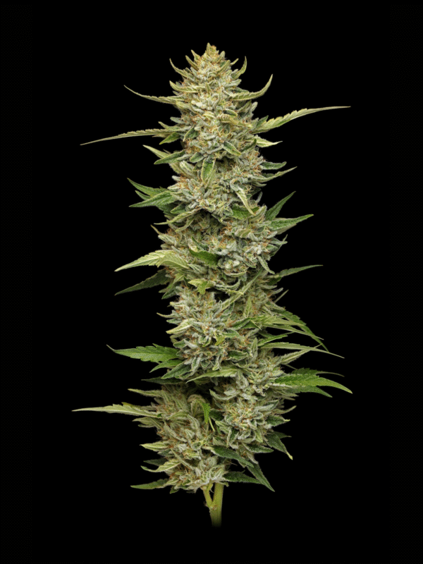 California Sour Diesel Auto Humboldt Seed Company