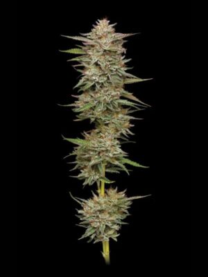 Banana OG Humboldt Seed Company