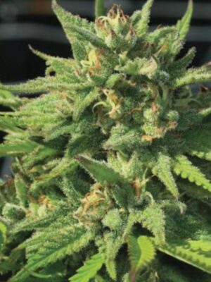 Bigfoot Glue Humboldt Seed Company