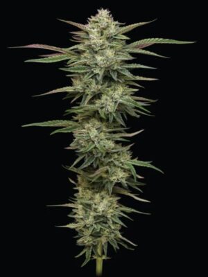 Blueberry Cupcake Humboldt Seed Company