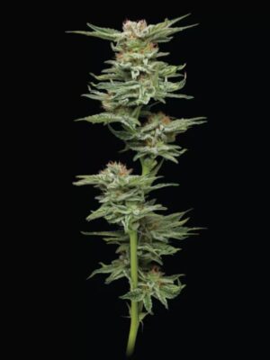 Blueberry Muffin Humboldt Seed Company