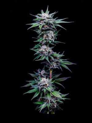Blueberry Pancakes Humboldt Seed Company