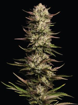 California Octane Humboldt Seed Company