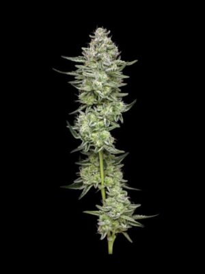 Collieman Kush Humboldt Seed Company