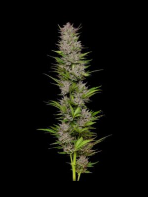 Don Carlos Humboldt Seed Company
