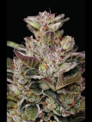 Donutz Humboldt Seed Company