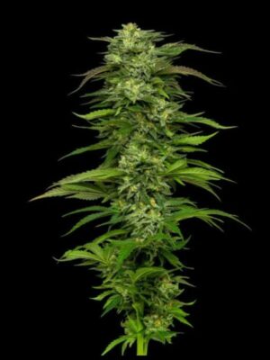 Dream Queen Humboldt Seed Company